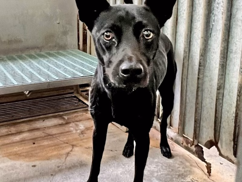 Black adult male mixed-breed dog, Medium, shelter no. …1004