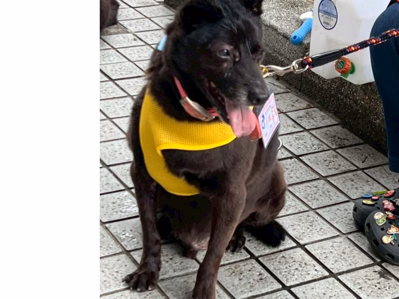 Black adult male mixed-breed dog, Medium, shelter no. …3002