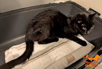 Black senior male European Shorthair, shelter no. …4220