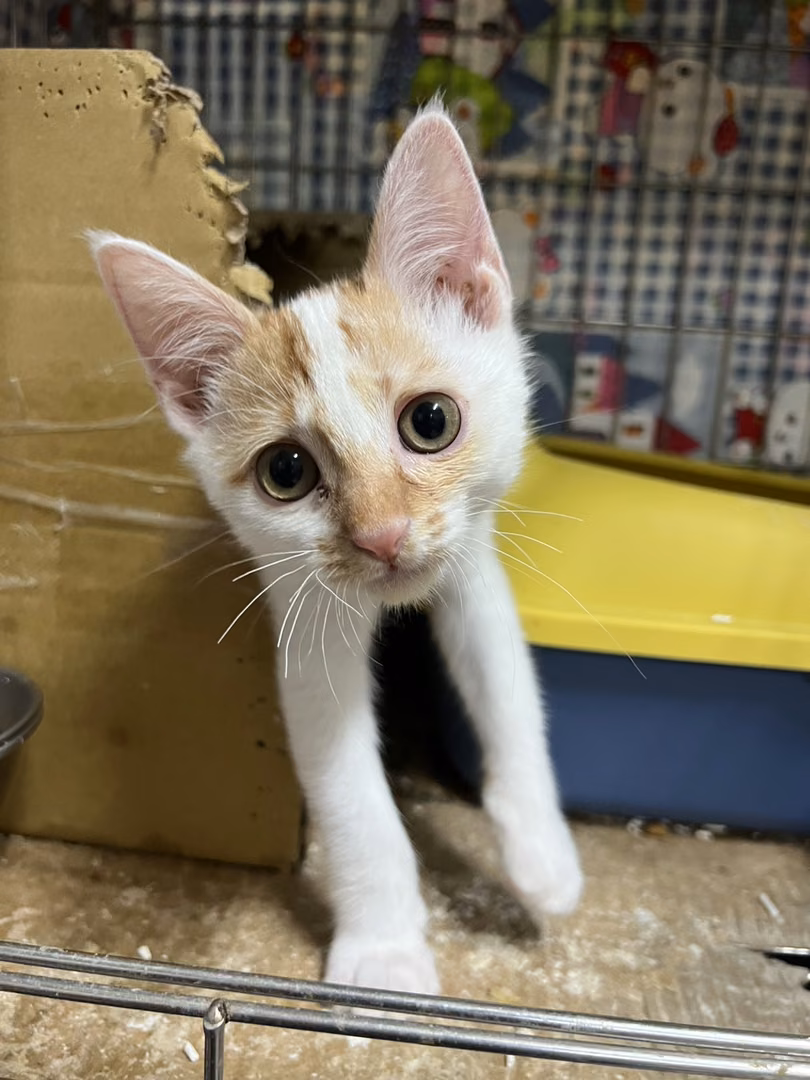 Orange-and-white young male mixed-breed cat, Small, shelter no. …3001