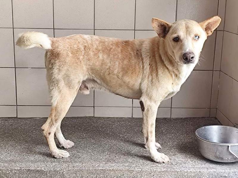 Tan adult male mixed-breed dog, Large, shelter no. …1712