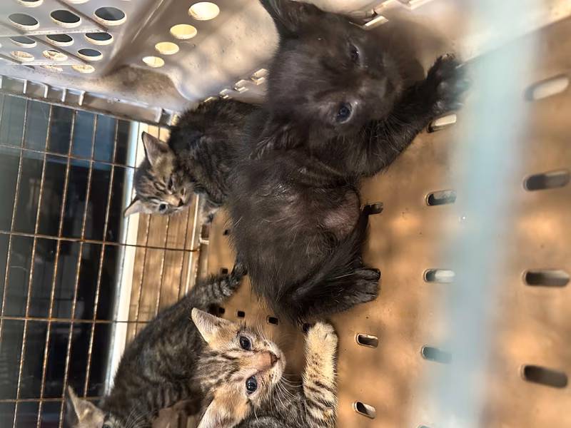 Black young female mixed-breed cat, Small, shelter no. …7003