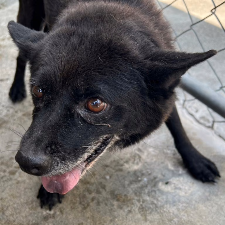 Black adult female mixed-breed dog, Large, shelter no. …052D
