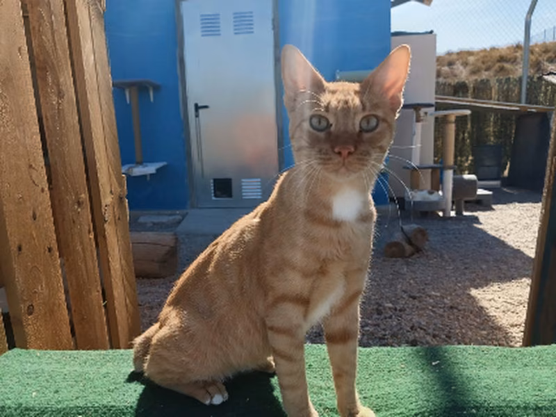 Mojo Picón、成犬・成猫 · オス · ヨーロピアンショートヘア