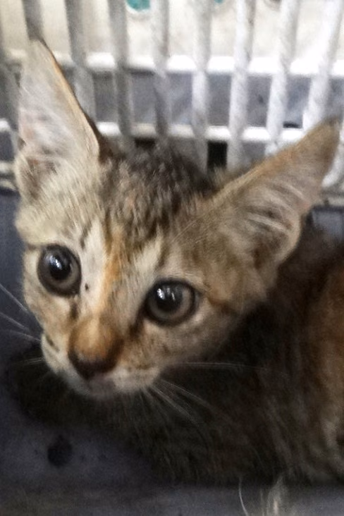 Gato mestizo joven (atigrado), Mediano, refugio n.º …1767