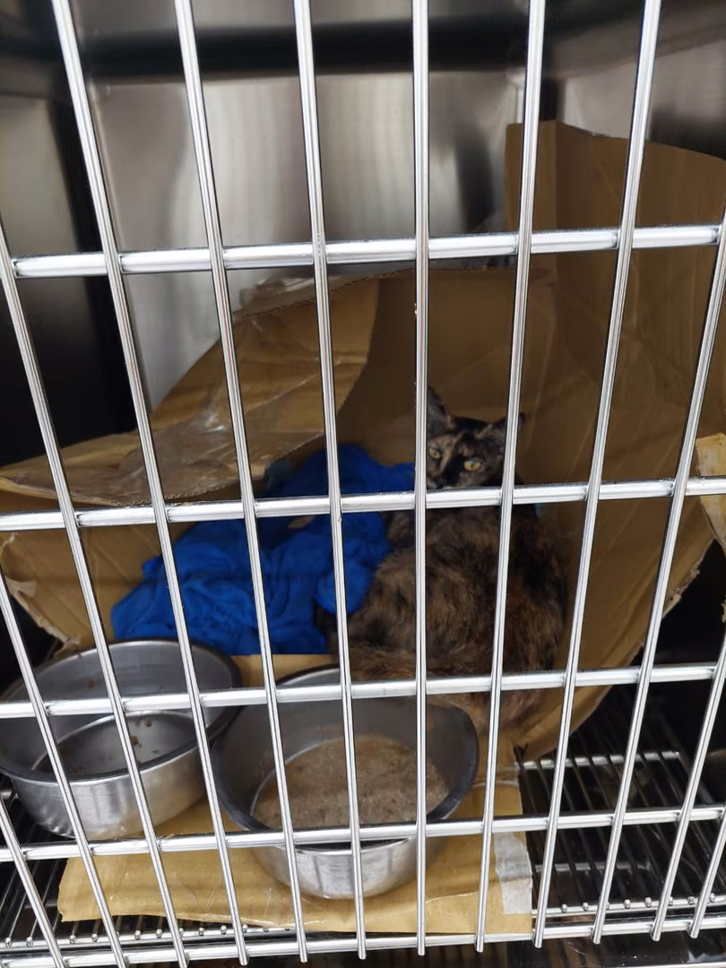 Adult female mixed-breed cat, Small, shelter no. …2001