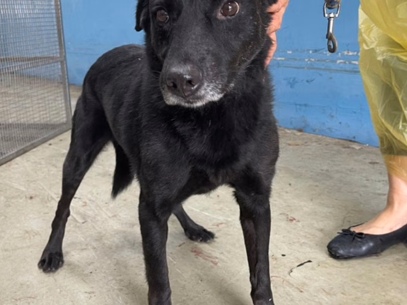 Black adult male mixed-breed dog, Medium, shelter no. …3009