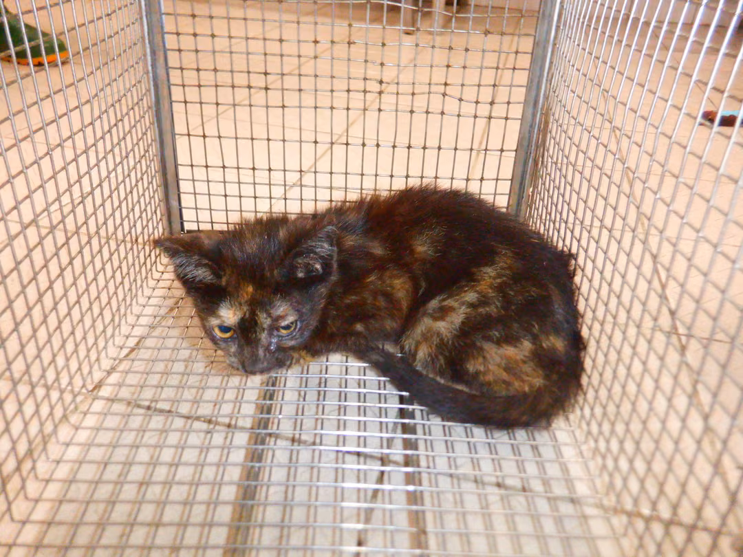 Adult female mixed-breed cat, Small, shelter no. …06C3