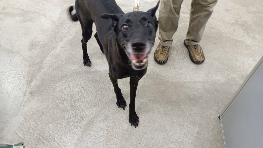 Black adult male mixed-breed dog, Medium, shelter no. …0602