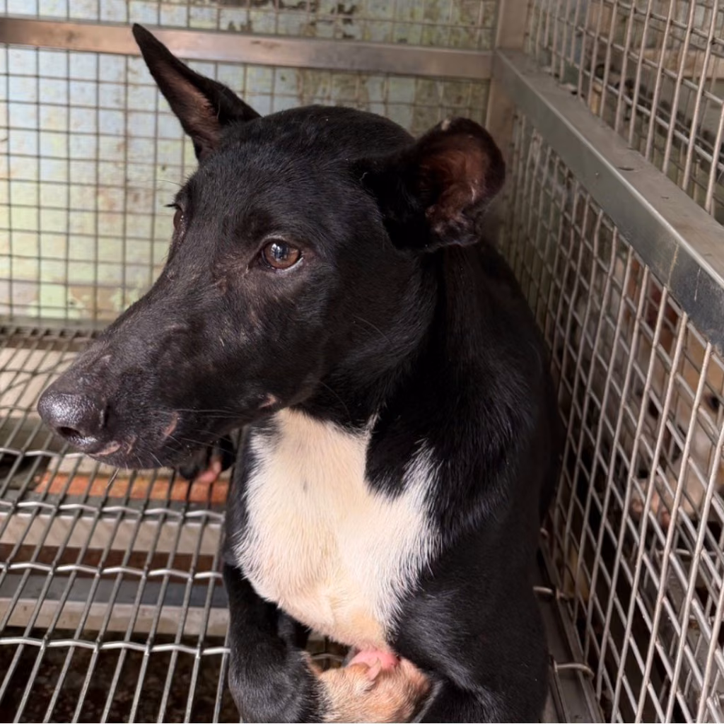 Black-and-white adult male mixed-breed dog, Medium, shelter no. …7-01