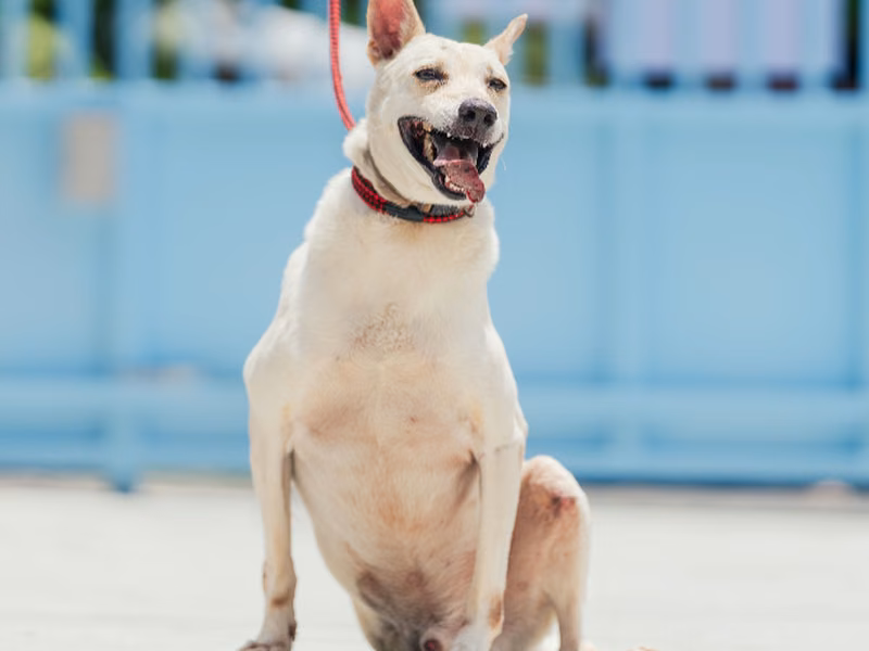 White adult male mixed-breed dog, Medium, shelter no. …2002