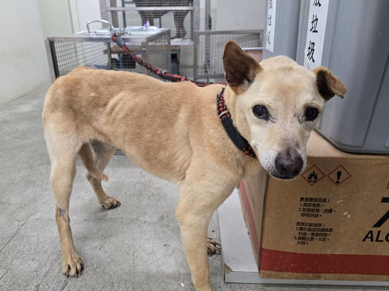 Tan adult female mixed-breed dog, Medium, shelter no. …1903