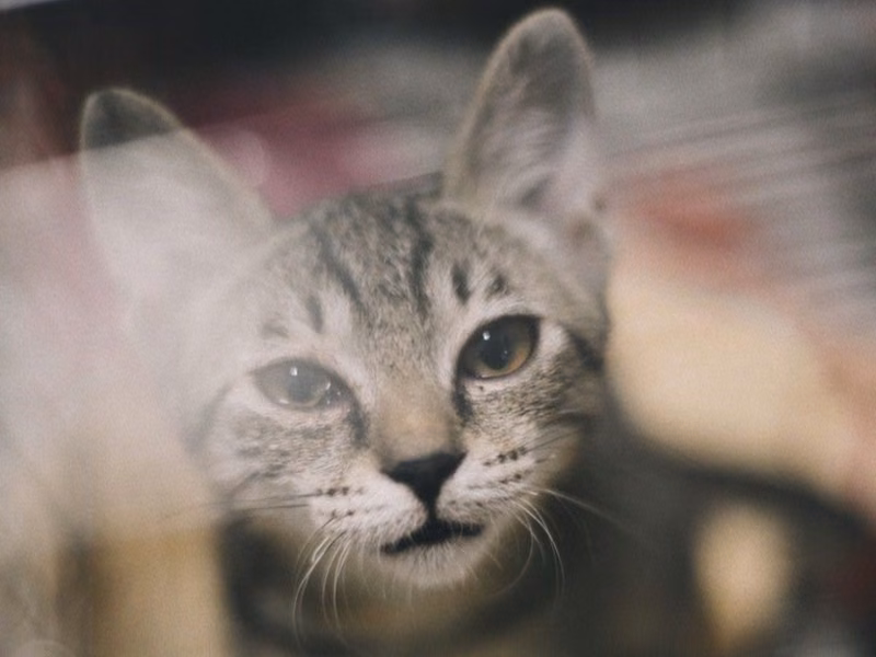Tabby young female mixed-breed cat, Medium, shelter no. …0002