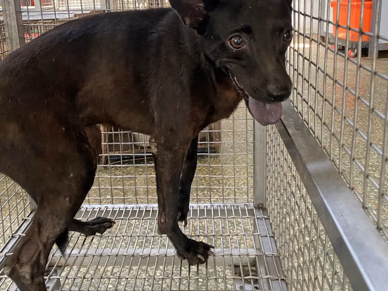 Black adult female mixed-breed dog, Large, shelter no. …3-01