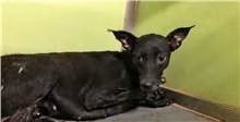 Black adult female mixed-breed dog, Medium, shelter no. …1312