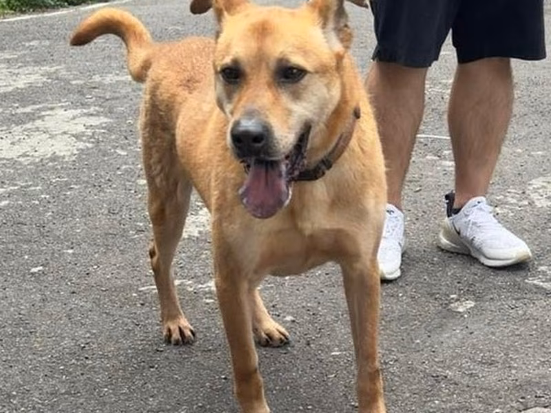 Tan adult male mixed-breed dog, Large, shelter no. …7001