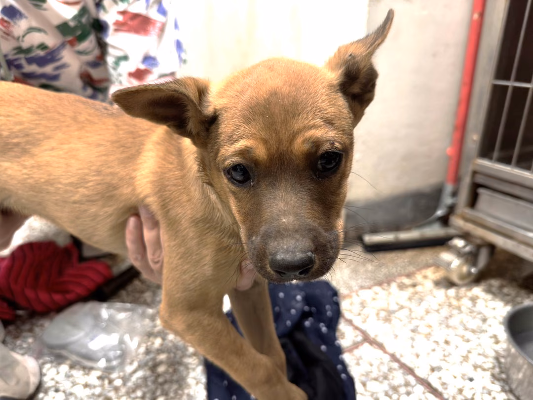 Tan adult female mixed-breed dog, Medium, shelter no. …5Q13