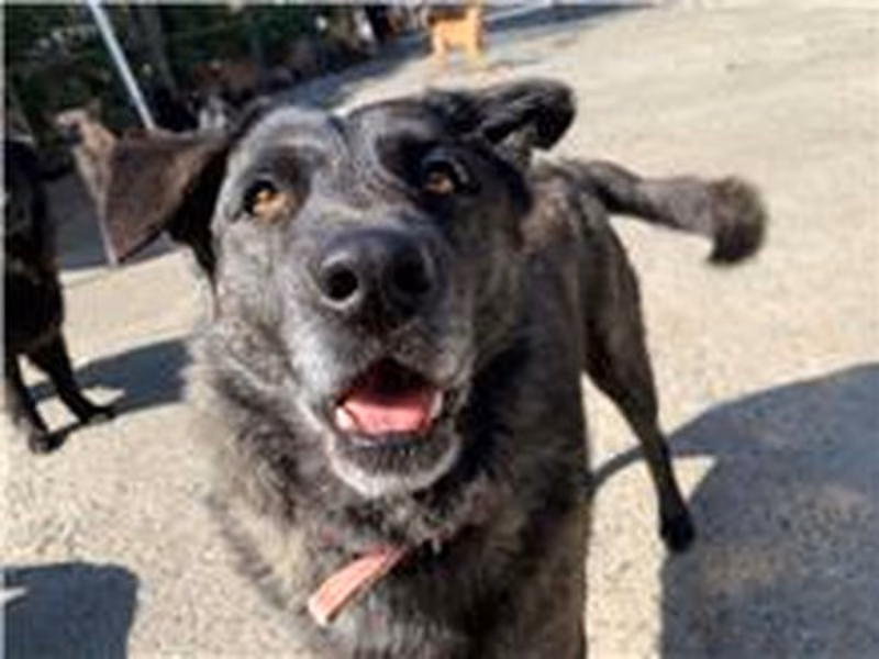 Tabby adult male mixed-breed dog, Medium, shelter no. …9001