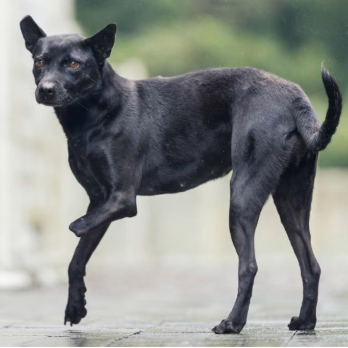 Black adult female mixed-breed dog, Medium, shelter no. …2001