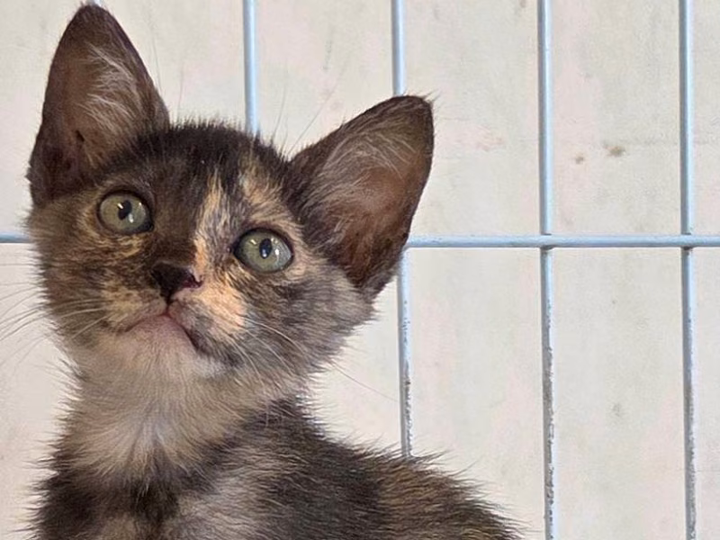 Chatte croisée femelle jeune, Petit, refuge n° …4003