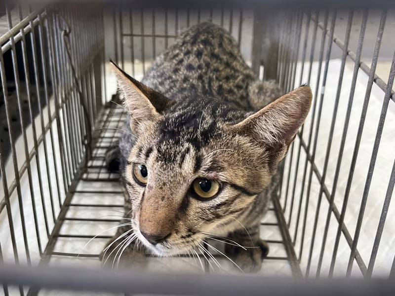 Adult male mixed-breed cat, Small, shelter no. …6C01