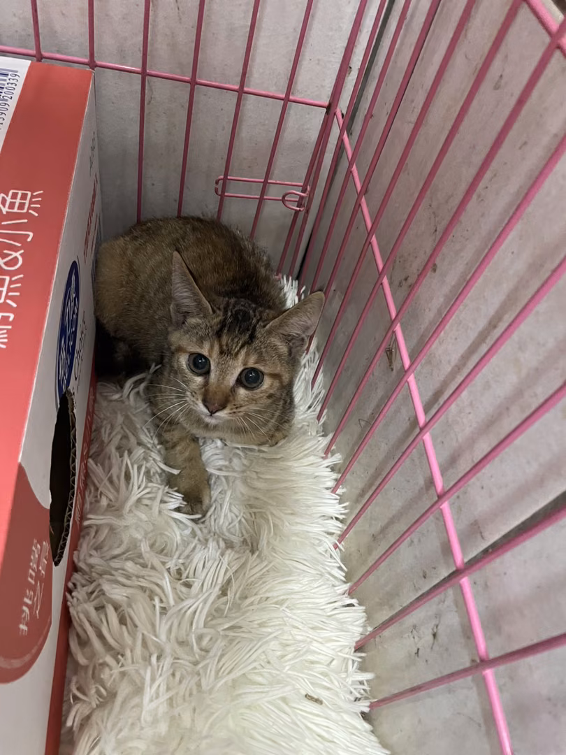 Tabby young female mixed-breed cat, Small, shelter no. …4002