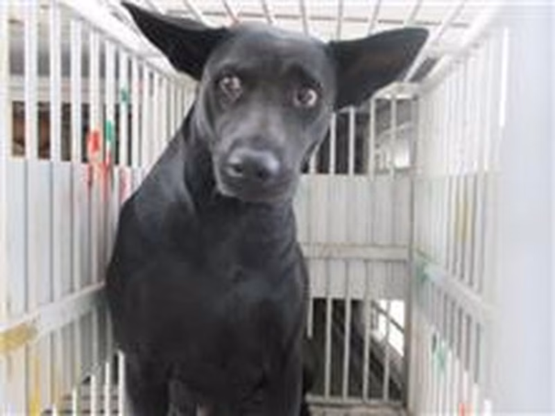 Black female mixed-breed dog, Medium, shelter no. …4012