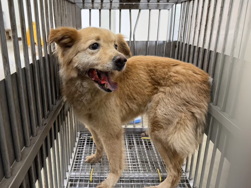 Tan adult female mixed-breed dog, Medium, shelter no. …6002