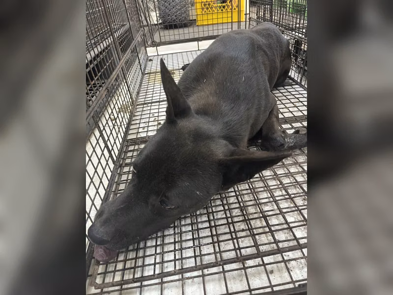 Black adult male mixed-breed dog, Large, shelter no. …8D02