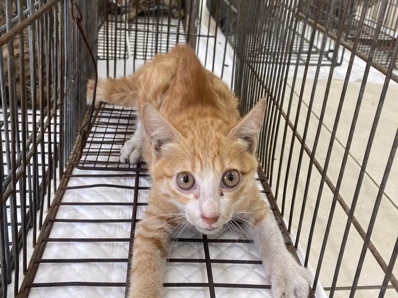 Young male mixed-breed cat, Small, shelter no. …0C05