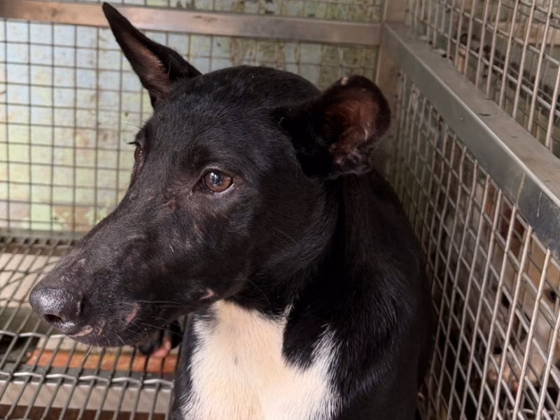 Black-and-white adult male mixed-breed dog, Medium, shelter no. …7-01