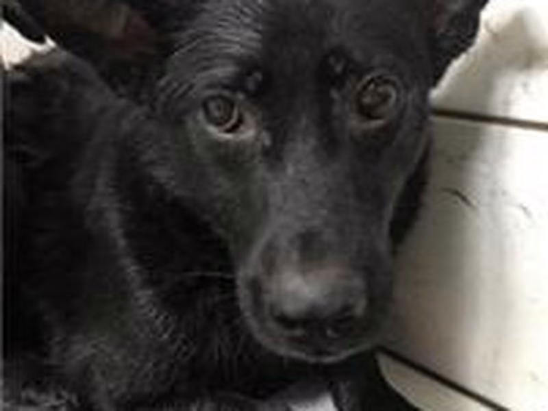 Black adult female mixed-breed dog, Small, shelter no. …2201