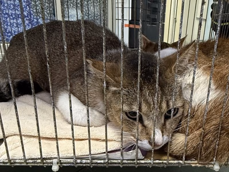 Tabby-and-white adult female mixed-breed cat, Medium, shelter no. …5-04