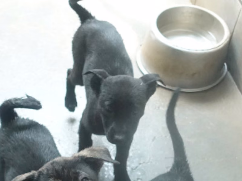 Black young mixed-breed dog, Small, shelter no. …0373