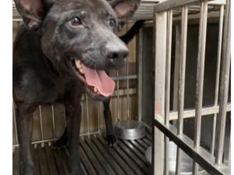 Black adult male mixed-breed dog, Medium, shelter no. …0007