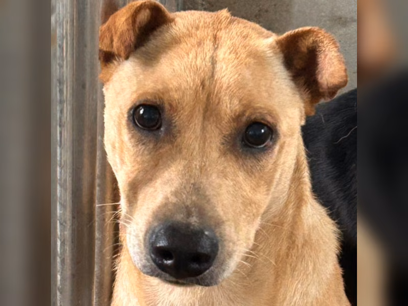 Tan adult male mixed-breed dog, Large, shelter no. …0023