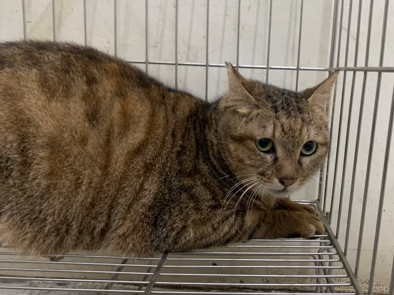 Tabby adult female mixed-breed cat, Small, shelter no. …0601
