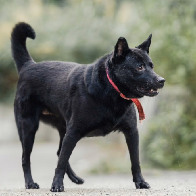 Black adult female mixed-breed dog, Medium, shelter no. …4019