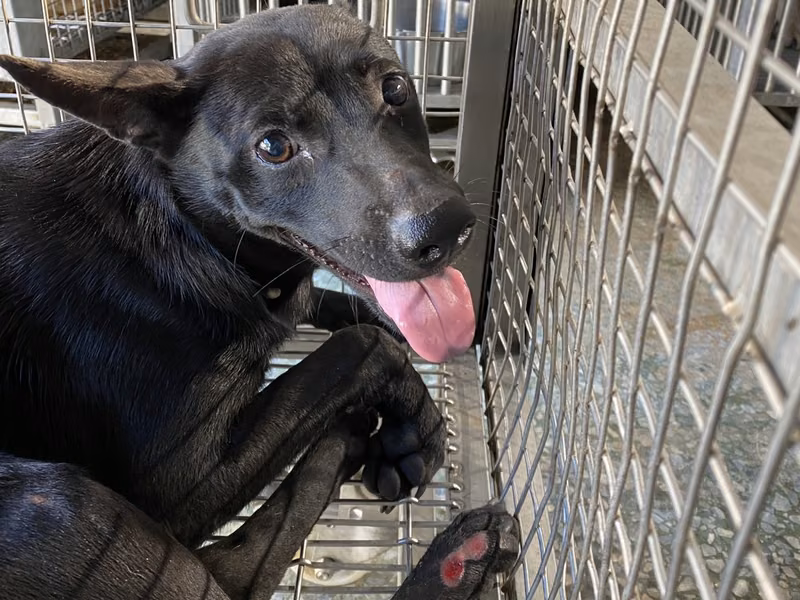 Black adult female mixed-breed dog, Medium, shelter no. …8-04