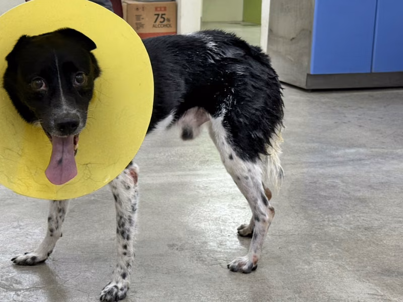 Black-and-white adult male mixed-breed dog, Medium, shelter no. …2702