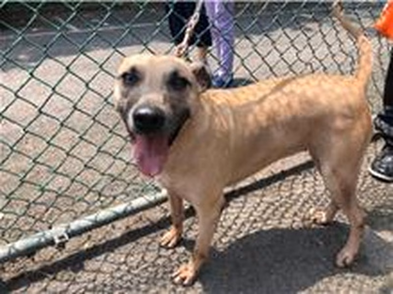 Tan adult female mixed-breed dog, Medium, shelter no. …0102