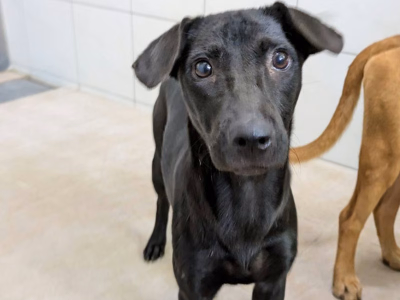 Black adult female mixed-breed dog, Medium, shelter no. …0002