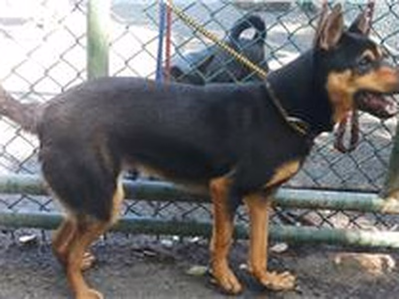 Black-and-brown adult male mixed-breed dog, Medium, shelter no. …1605