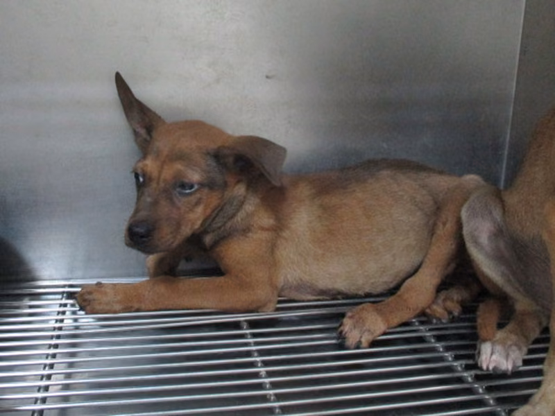 Tan young female mixed-breed dog, Small, shelter no. …0004