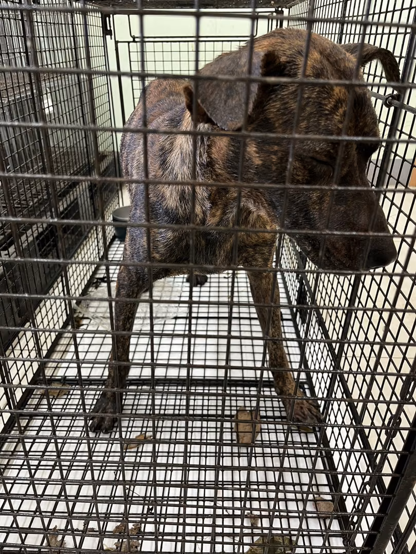 Tabby adult male mixed-breed dog, Small, shelter no. …8D01