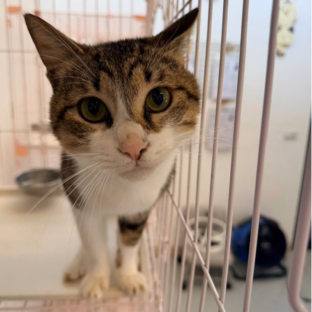 Tabby adult male mixed-breed cat, Small, shelter no. …0001