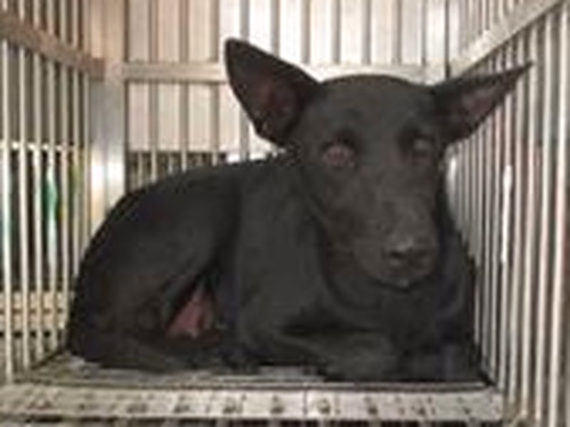 Black adult female mixed-breed dog, Medium, shelter no. …5006