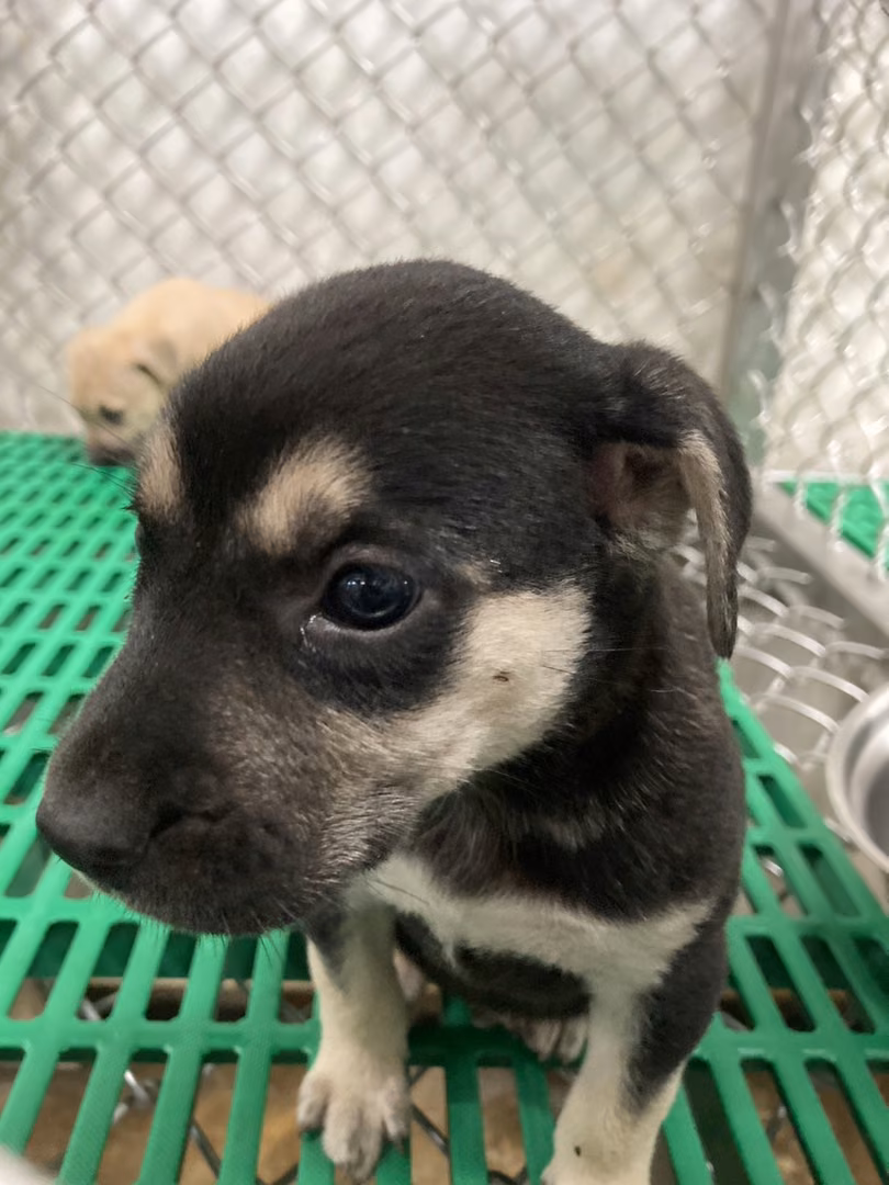 Black-and-brown young female mixed-breed dog, Small, shelter no. …6011