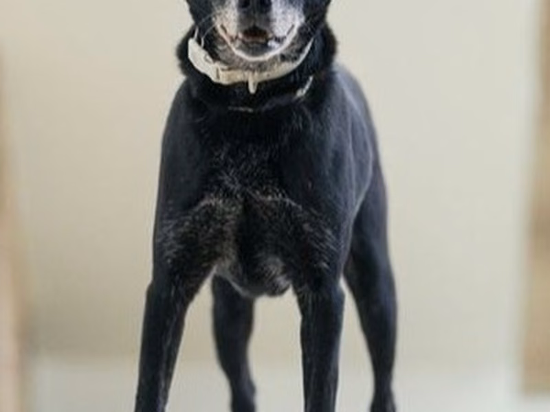 Black adult male mixed-breed dog, Large, shelter no. …2205