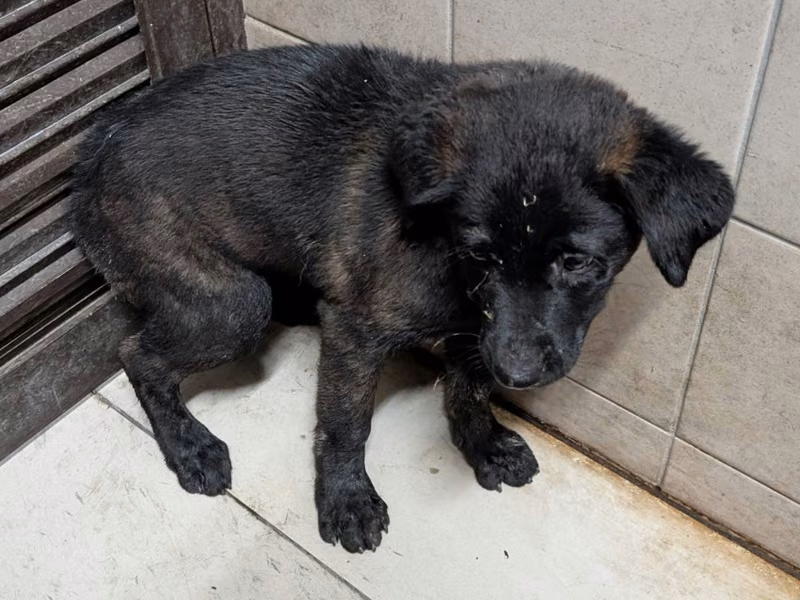 Black adult male mixed-breed dog, Large, shelter no. …2002
